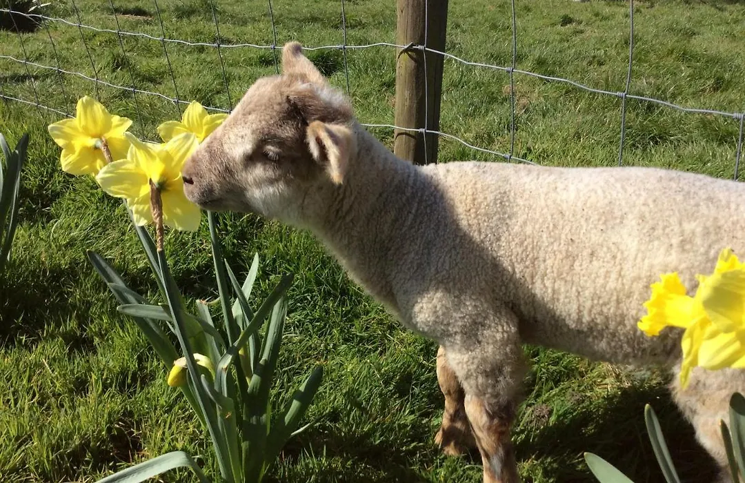 Copse Gate Farm-1